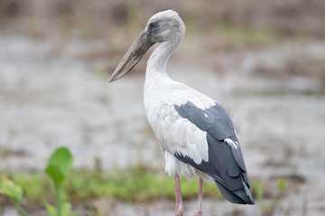 Wetland bird