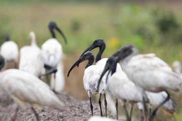 Wetland birds
