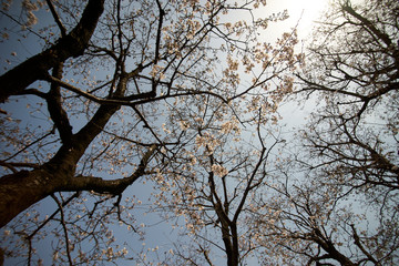 桜の森・晴れ・逆光