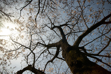 Fototapeta na wymiar 桜の木・上空・見上げる・空