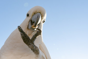 a cockatoo white parrot eating food fruits beautiful morning  Gold Coast Australia copy space