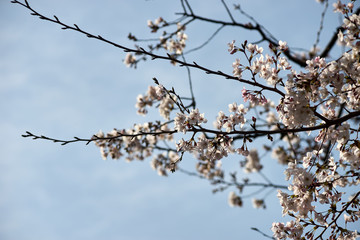 新春・つぼみ・花・桜