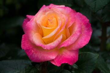 Pink Rose