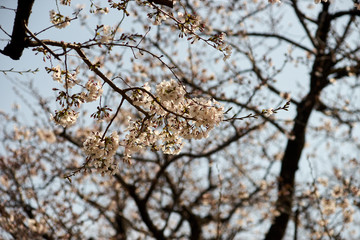 Fototapeta na wymiar 日差し・自然光・桜の花