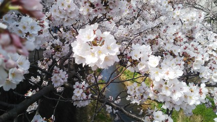 blooming cherry tree in spring