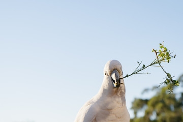 a cockatoo white parrot playing with branch stick  beautiful morning  Gold Coast Australia 