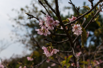 sakura blossom in a spring day