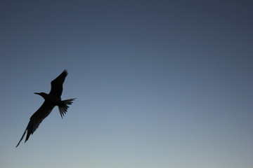 flying in the sky