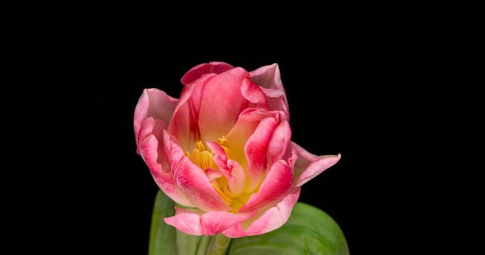 Timelapse of pink tulip flower blooming on black background.