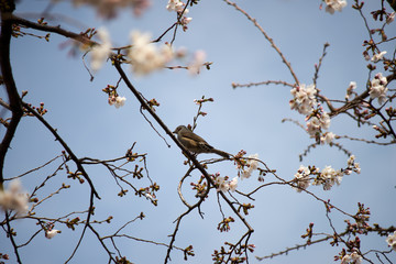 桜の木・ヒヨドリ・春