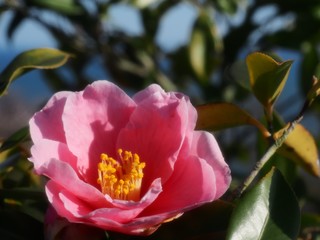 明石潟ツバキの花
