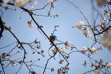 桜の花・蕾・ヒヨドリ・春