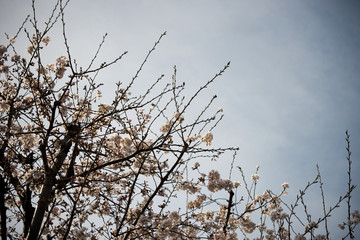 桜の木・青空・春