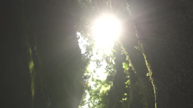 Bottom up view from the canyon of the sparkling sun rays in the humid tropical jungle UHD