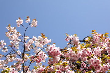 造幣局_桜