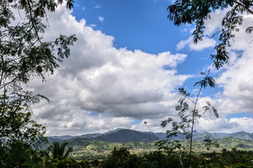 trees and blue sky