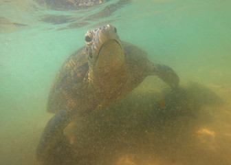 Olive turtle in shallow water close-up. Sri Lanka