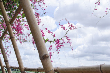 Brown bamboo trellises with pink flowers of vines