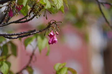 寒緋桜