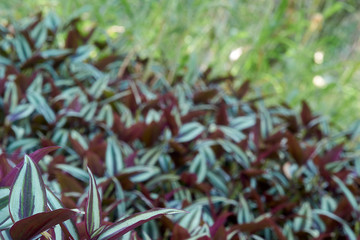 A foliage / vegetation, selective-focus, background image of an Inch Plant (Tradescantia zebrina),...