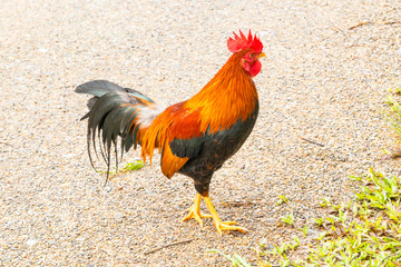 Rooster chicken