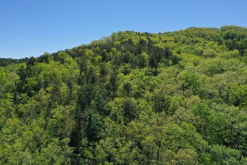 Beautiful lush green trees in the spring in the Upstate South Carolina Mountains