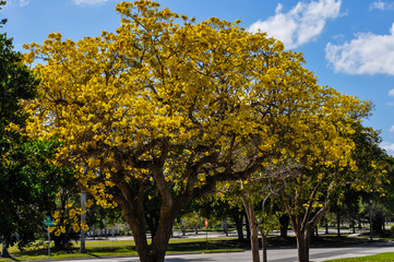 Corona Virus Yellow Tree Leaf Closeup Street Empty Quarantine COVID19