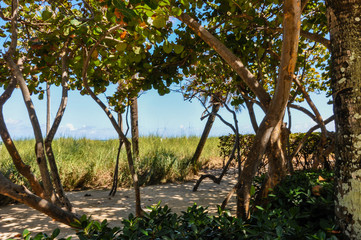 Obraz premium Coronavirus Beaches Closed Trees Blue Path Nobody Empty Quarantine COVID19