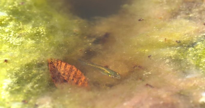 minnow swims with zebra leaf