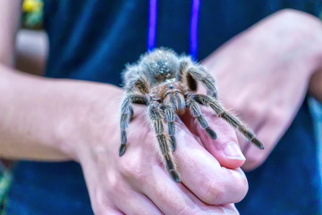 Obraz premium Giant spider is on hand. It is a popular pet in Thailand.