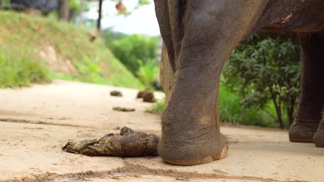 Elephant shit in the jungle