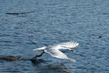 A picture  of  a seagull taking off.   Vancouver  BC  Canada