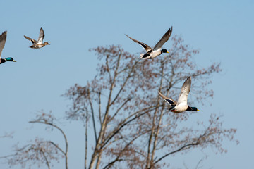 A flock of a mallard ducks flying in the air.    Vancouver BC Canada