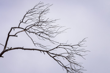 Spreading branches of pine tree in Siberian taiga forest.