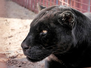  Side view of a black jaguar panther..