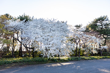 皇居東御苑の天城吉野桜