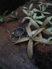 herbs and spices on wooden board