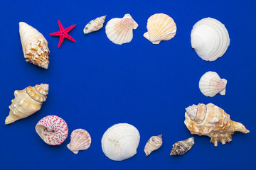 Shells, red starfish isolated on blue background with blank space for text. Top view travel or vacation concept. Summer background. Flat lay, top view