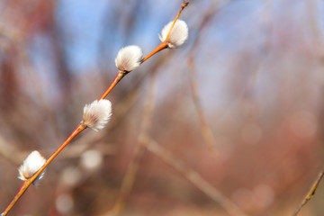 Pussy willow branch at early spring © olyasolod