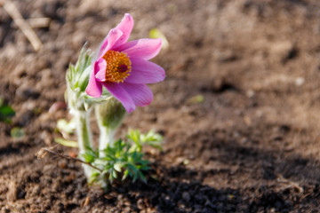 Eastern pasqueflower (Pulsatilla patens), also known as prairie crocus, cutleaf anemone, rock lily