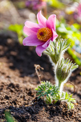 Eastern pasqueflower (Pulsatilla patens), also known as prairie crocus, cutleaf anemone, rock lily