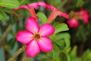 Pink adenium flowers with blur green leaves background. Adenium obesum is a colorful houseplant in temperate regions.