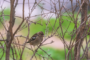 Sparrow bird sitting on tree branch