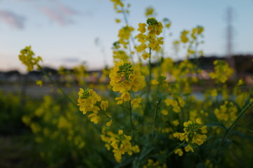 菜の花