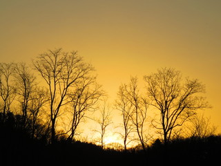 夕暮れと冬木立