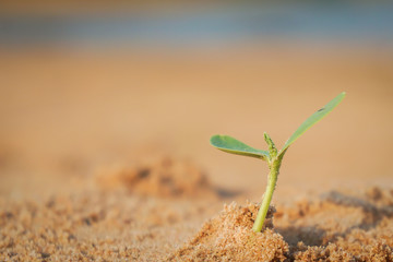 Sapling of trees, concept of business resumption.