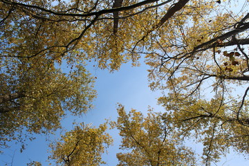 yellow tree in autumn