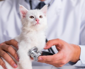 White kitten visiting vet for check up