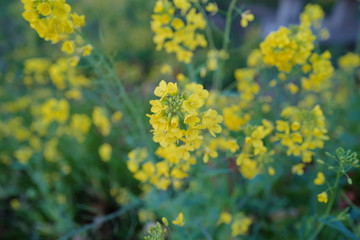 菜の花