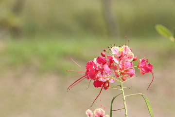florzinha